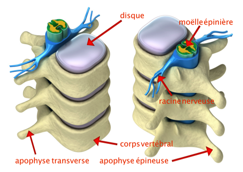 Anatomie Des Vert bres De La Colonne Vert brale Anatomie Neuraxiale