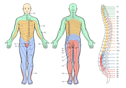 Sciatique – Cruralgie – CFDOS